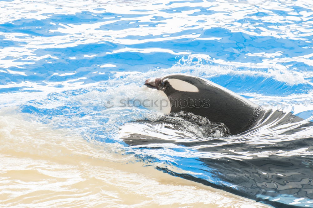 Similar – Image, Stock Photo a jumping orca in a blue sea