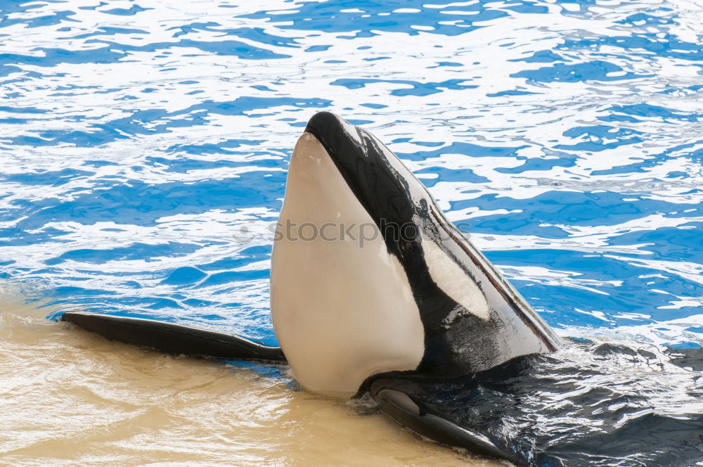 Similar – Image, Stock Photo a jumping orca in a blue sea