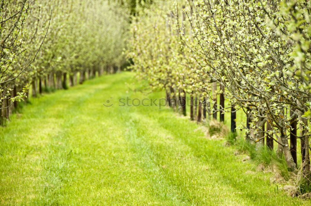 Similar – Image, Stock Photo South Tyrolean apples Food