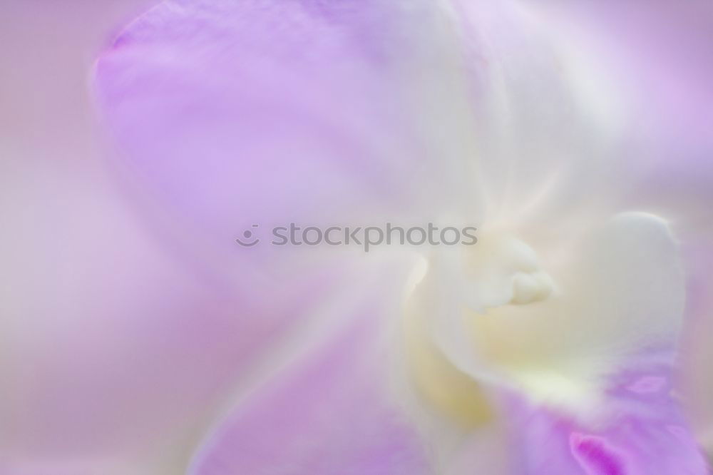 Similar – Image, Stock Photo pastel Harmonious