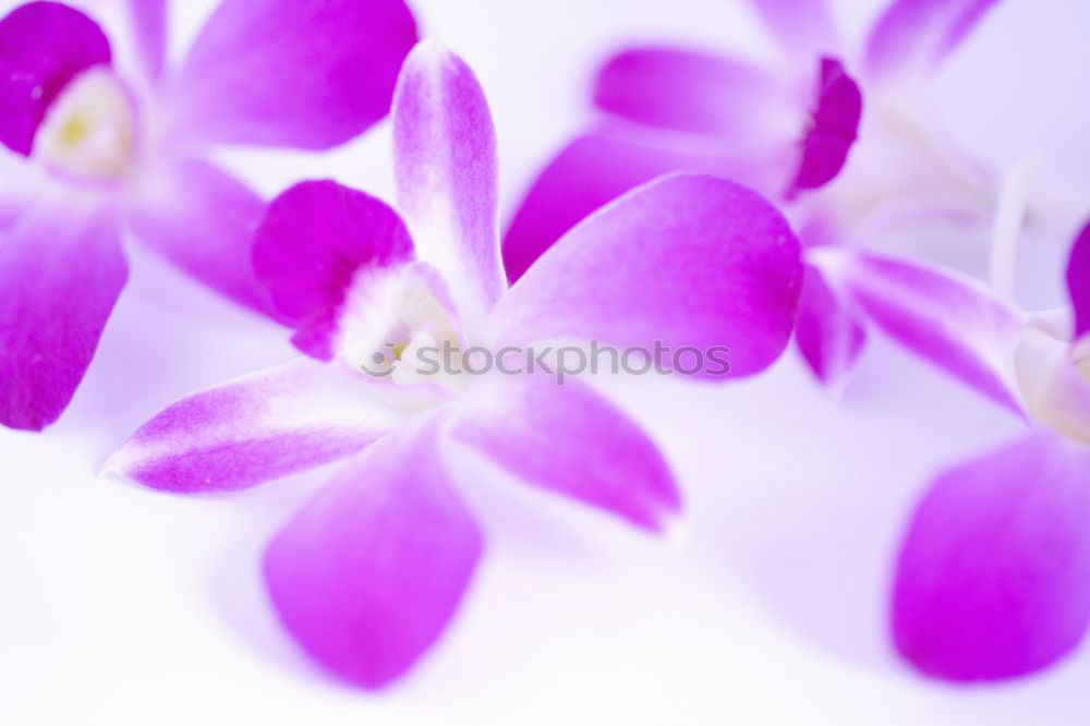 Similar – Image, Stock Photo dee. Lifestyle Elegant