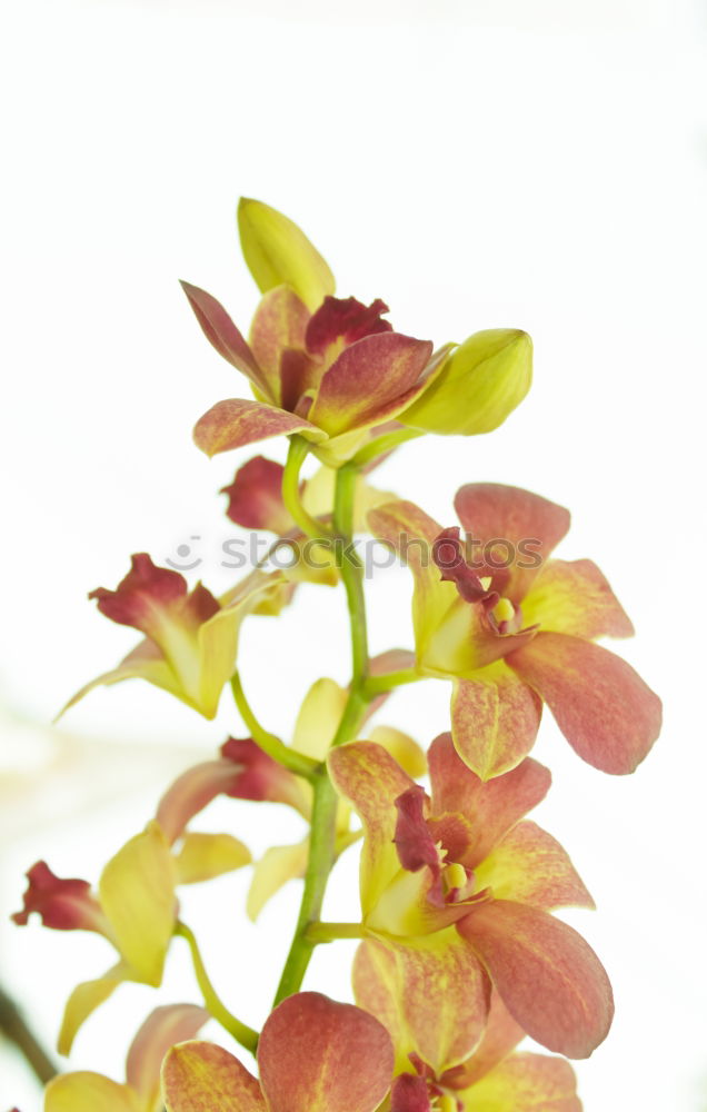 Similar – Foto Bild Gefährliche Blume Pflanze