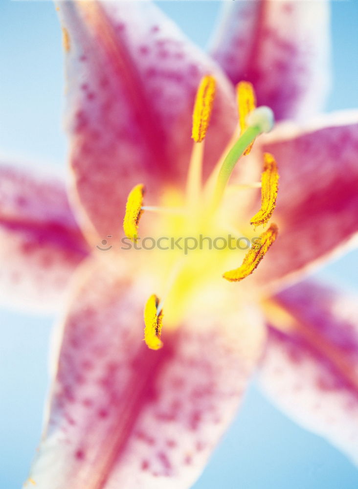 Similar – Day lilies, hemerocallis, day lilies,