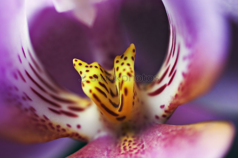 Similar – Foto Bild echt krasse blume (2)