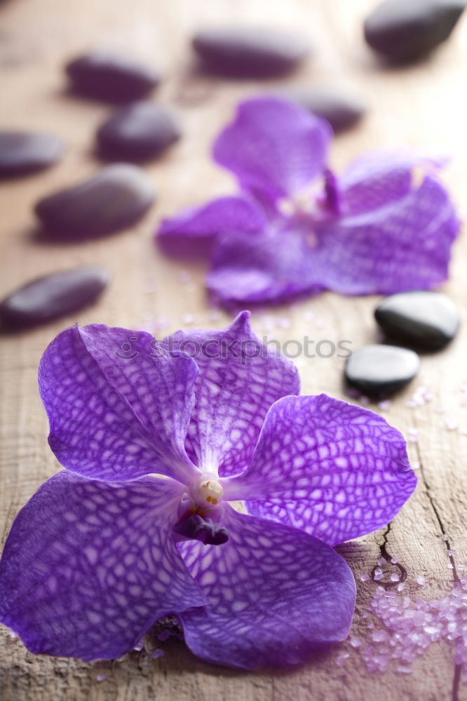 Similar – Image, Stock Photo Lavender Syrup Violet