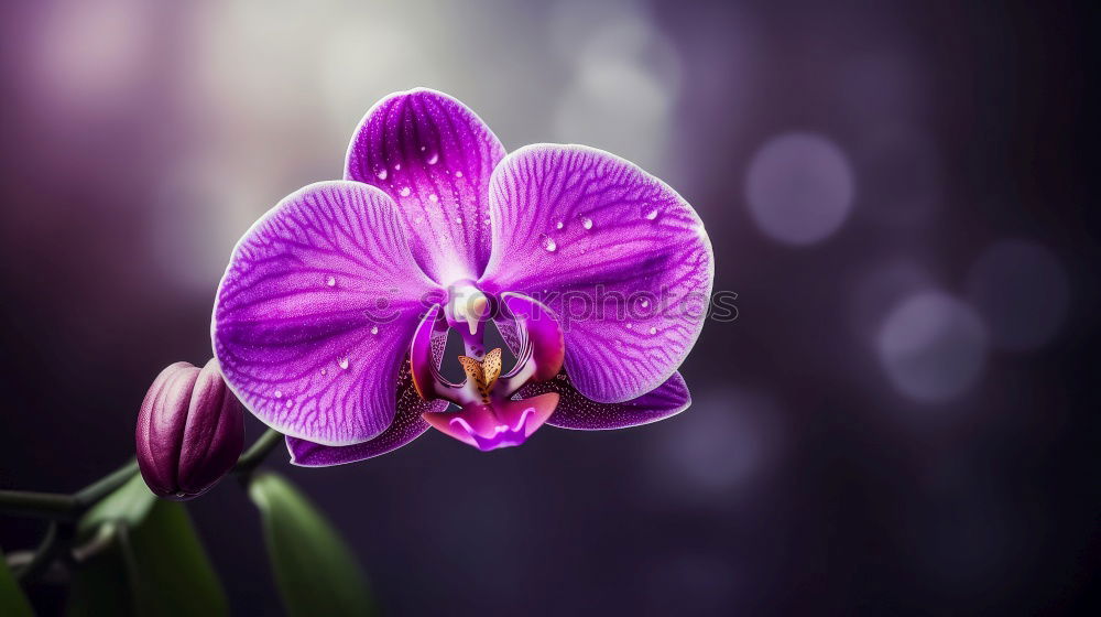 Similar – Image, Stock Photo sun seeking bullets Flower