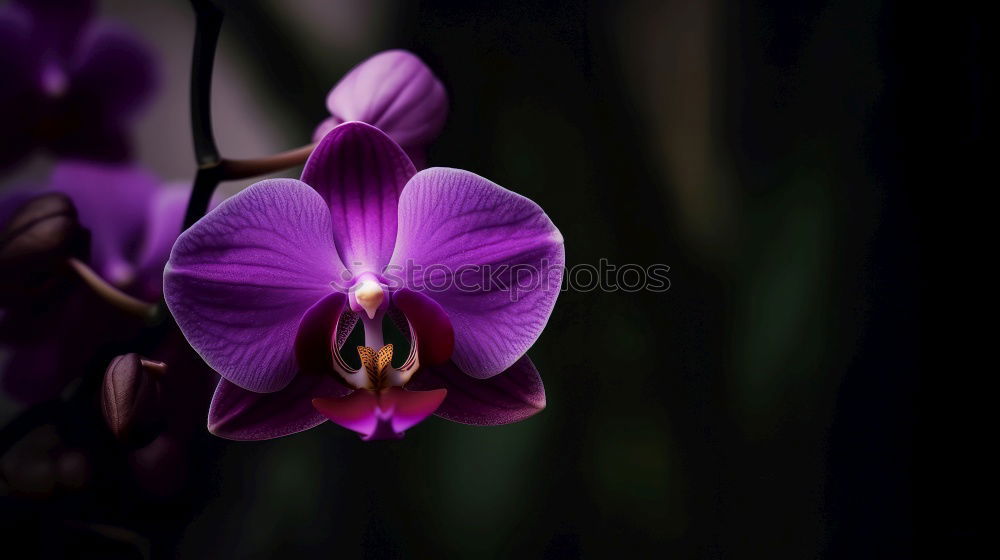 Similar – Image, Stock Photo Velvet Flower Violet Plant