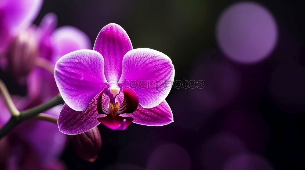 Similar – Foto Bild Orchidee elegant exotisch