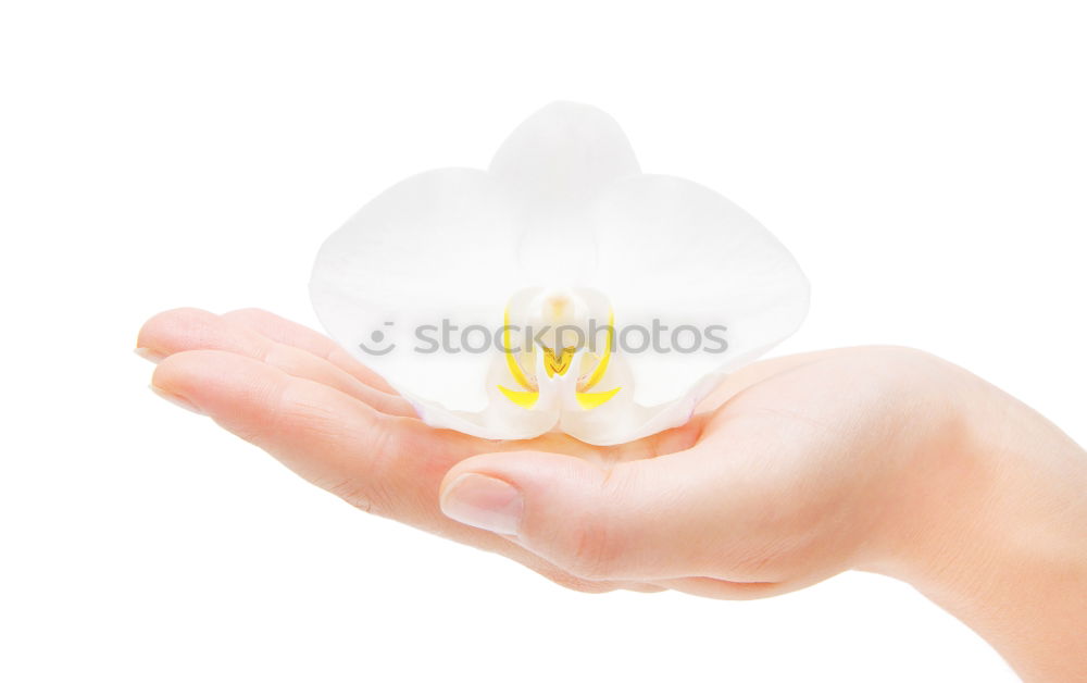 Image, Stock Photo fly away… Hand Fingers