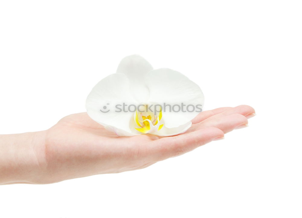 Similar – Image, Stock Photo fly away… Hand Fingers