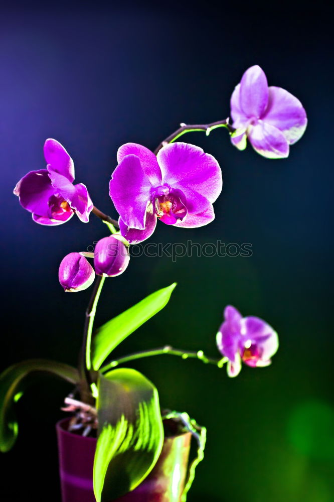 Similar – Image, Stock Photo Forget-me-not in the shade
