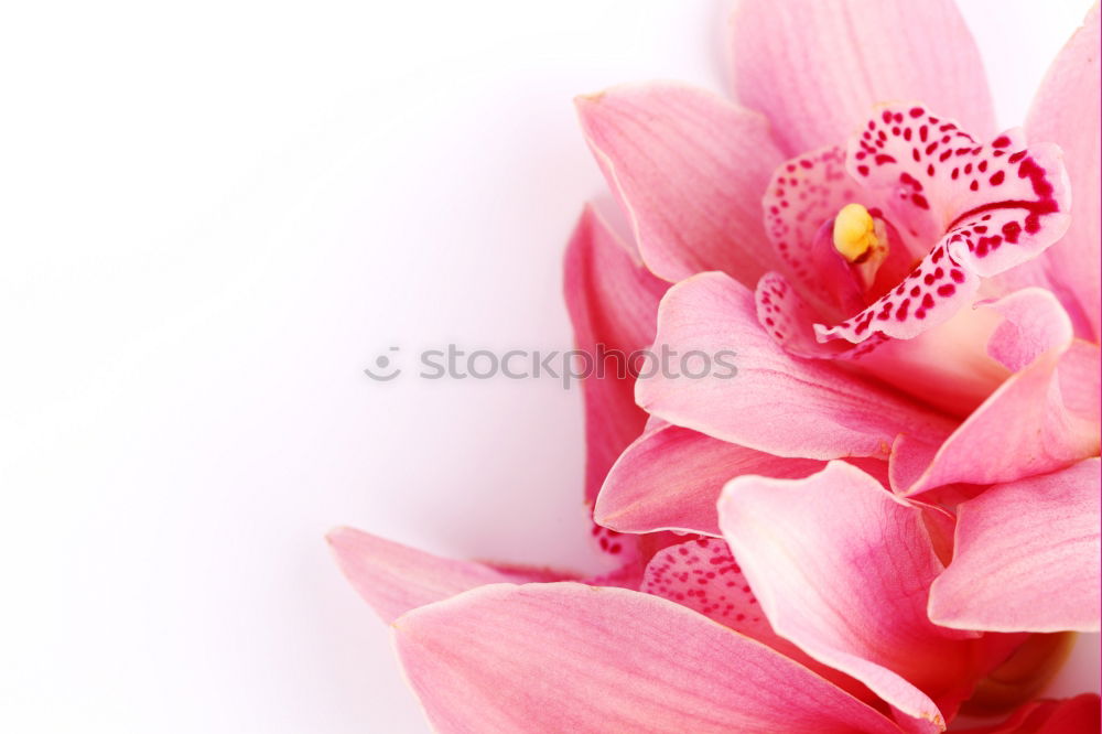 Bouquet of beautiful red and pink gladioluses