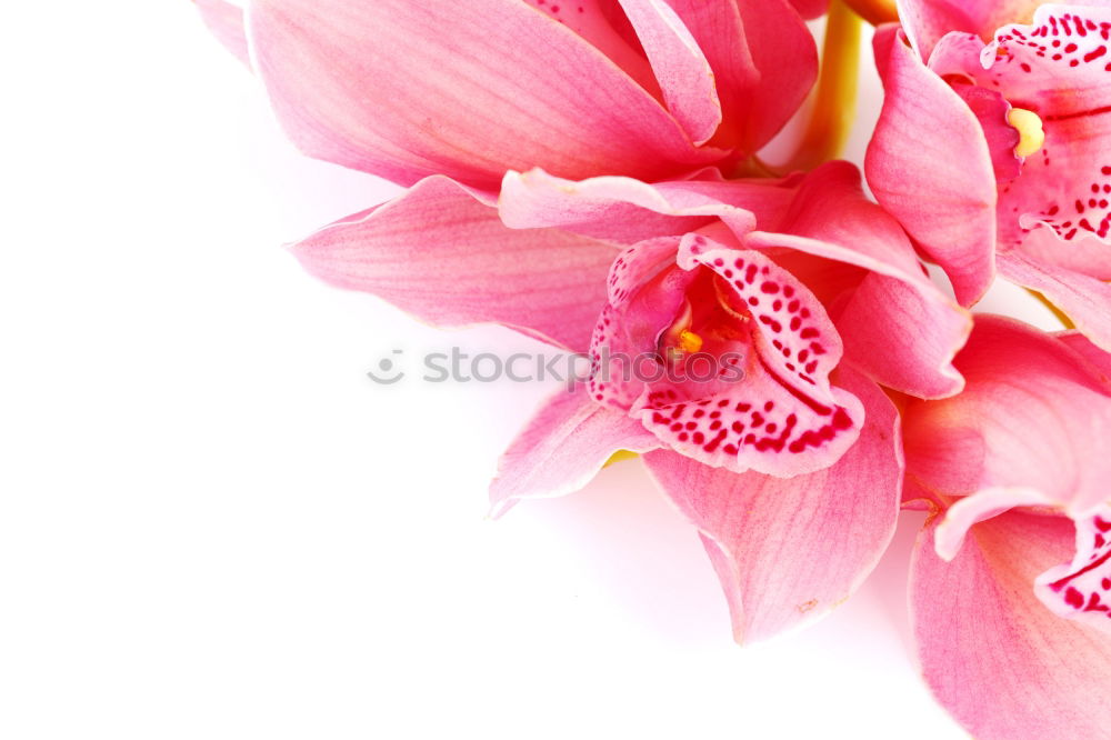 Similar – Image, Stock Photo pink flower of Billbergia