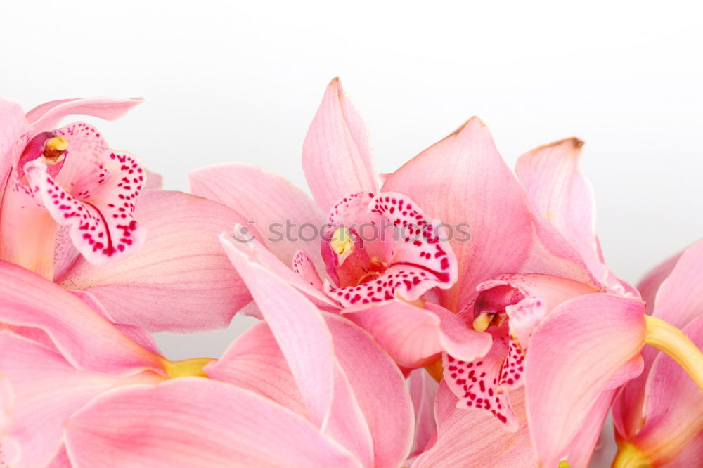 Similar – Image, Stock Photo pink flower of Billbergia