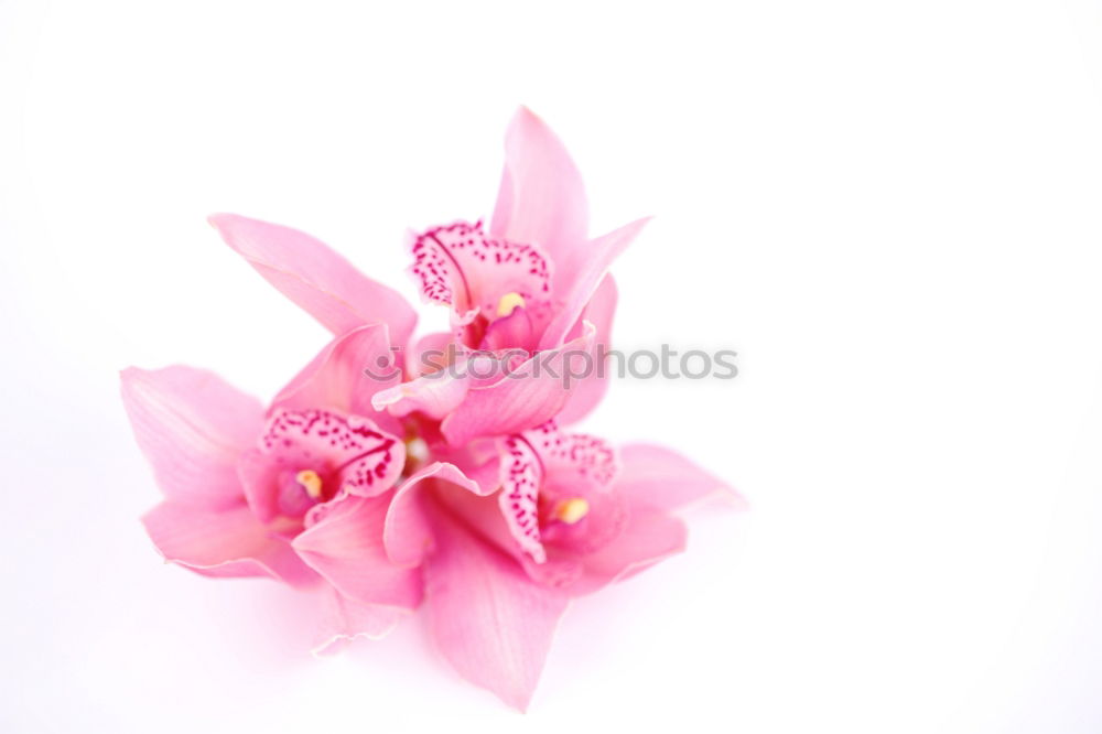 Similar – Tiny red flowers on white background