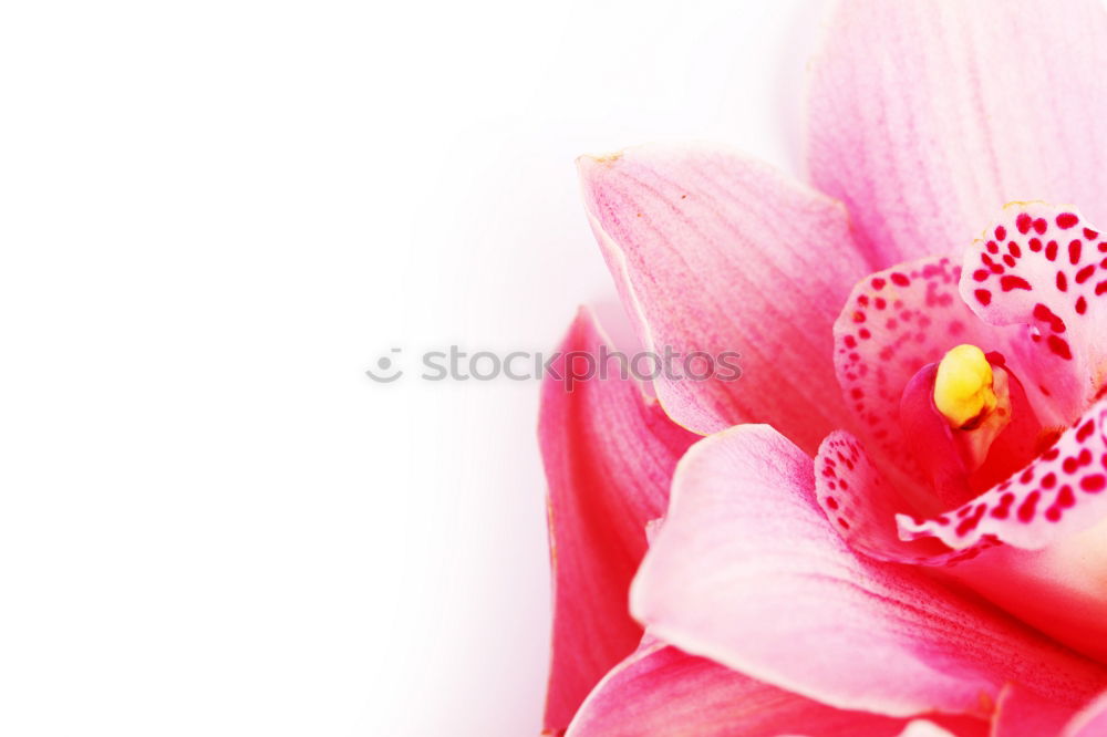 Similar – Image, Stock Photo Rose petal in the rain