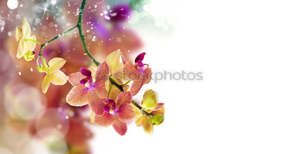 Similar – Image, Stock Photo Beautiful summer flowers