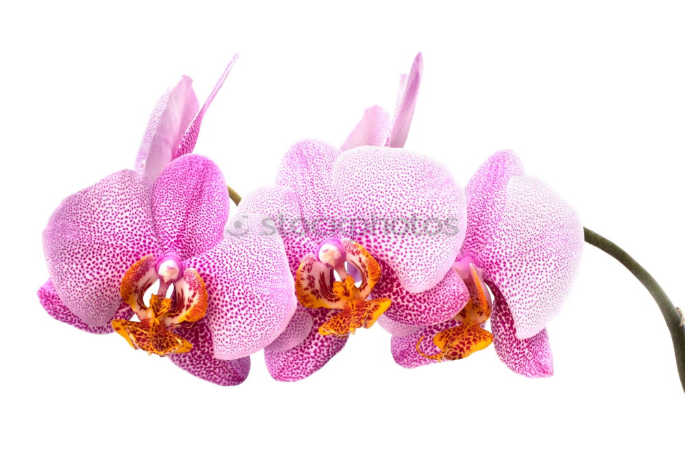 Similar – Orchidee Pflanze Blume