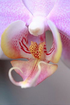 Orchidee Pflanze Blume