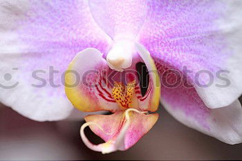 Similar – Phalaenopsis Blue Macro