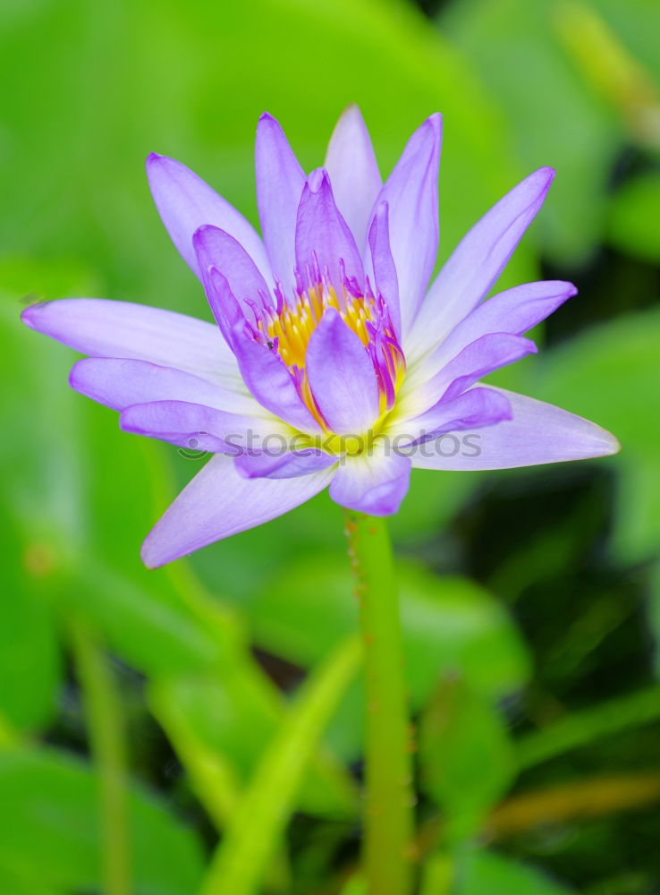 Similar – Image, Stock Photo blue flower Close-up