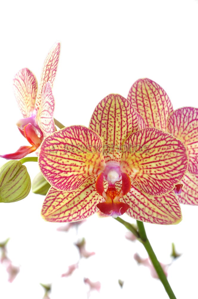 Similar – Orchidee Pflanze Blume