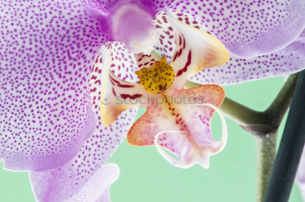 Similar – Phalaenopsis Blue Macro