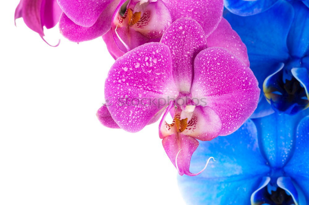 Similar – Image, Stock Photo dee. Lifestyle Elegant