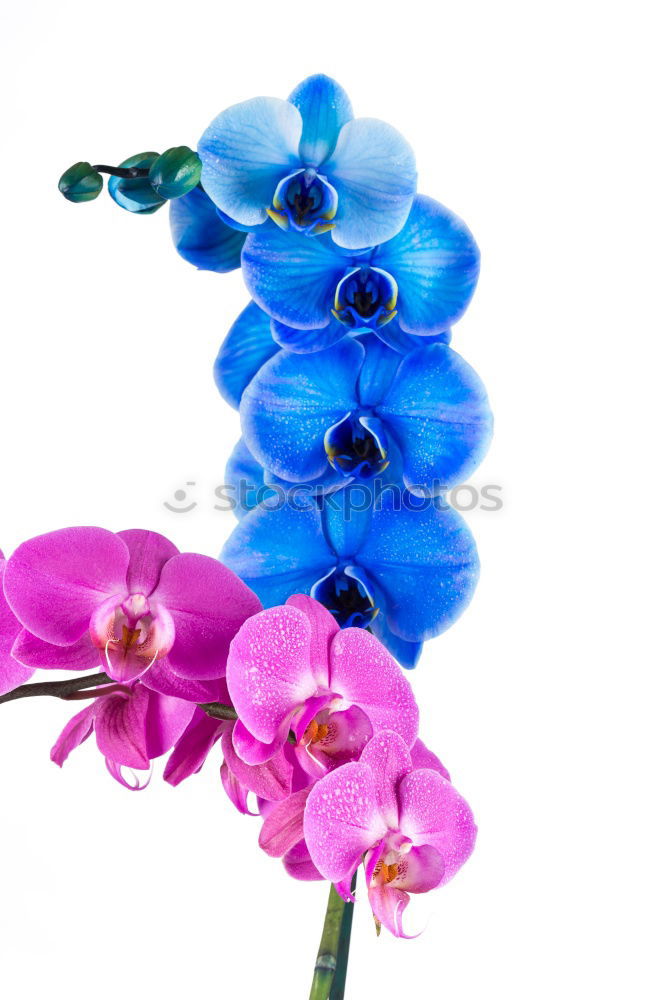 Similar – Image, Stock Photo Marsh forget-me-not, Myosotis palustris, Aquatic plants