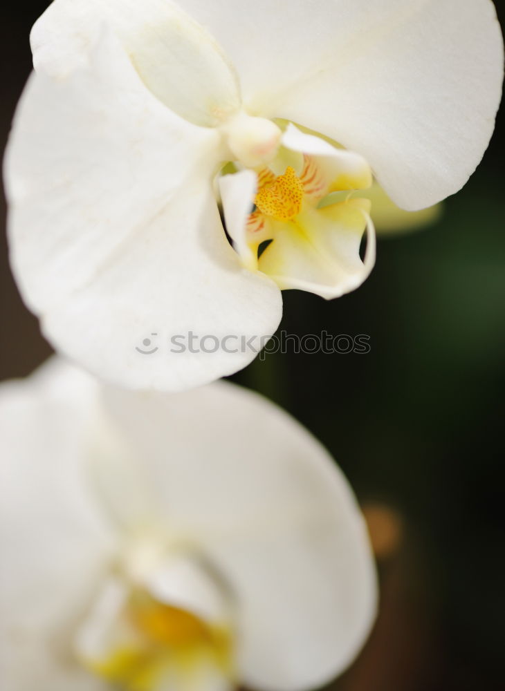Similar – Foto Bild Gefährliche Blume Pflanze