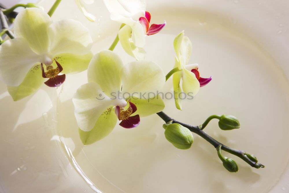 Foto Bild Plus Blume gelb Lupe