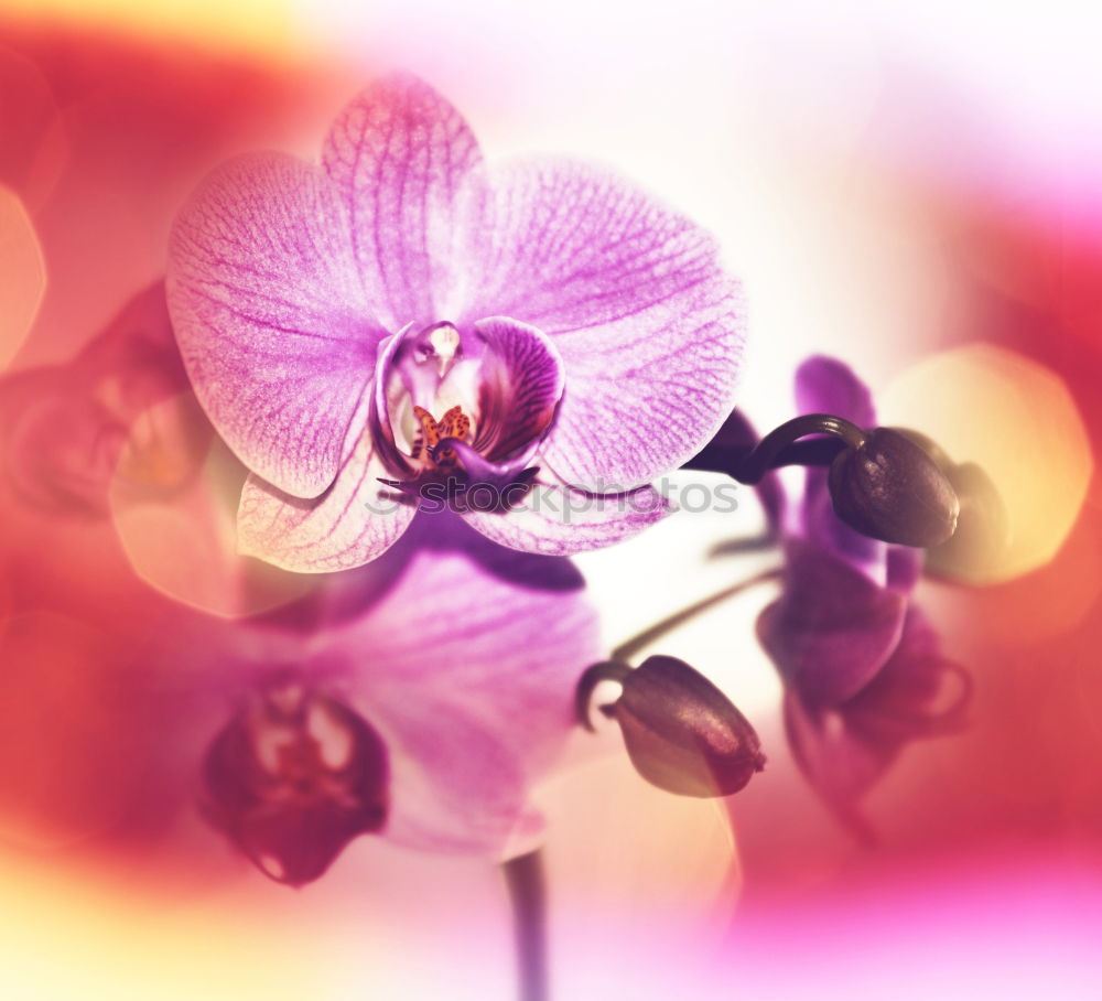 Similar – Orange Orchids Elegant