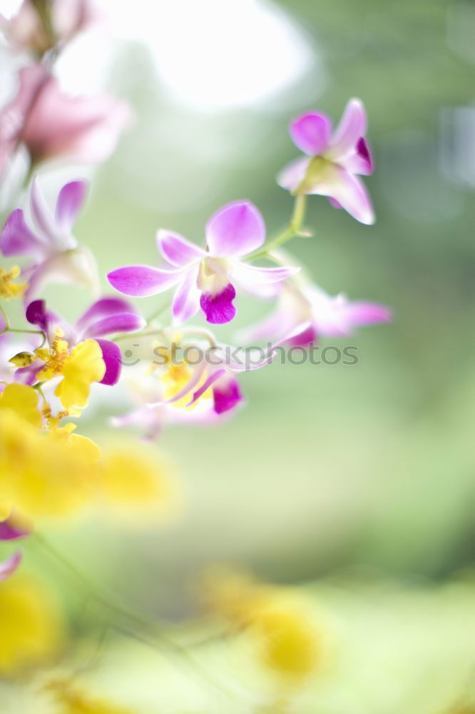 Similar – Image, Stock Photo flowering twig Environment