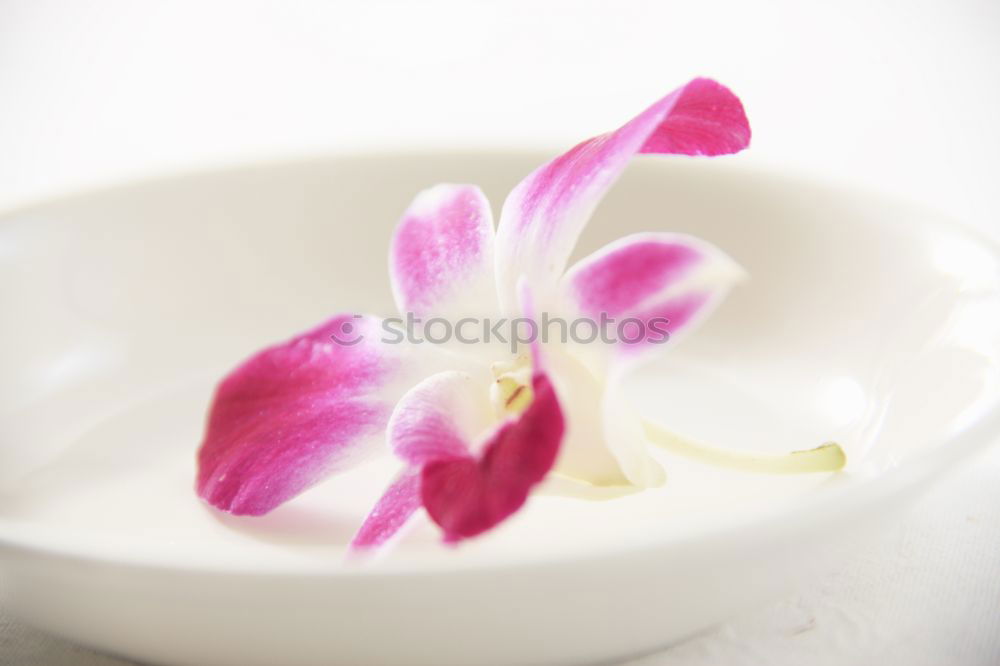 Similar – love trial Crocus Flower