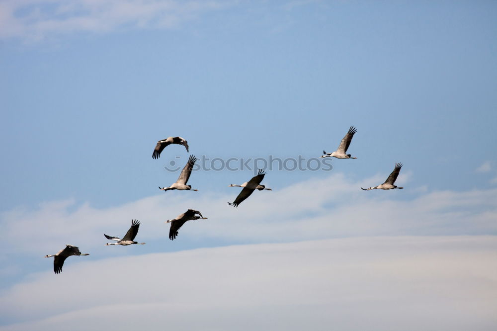 Similar – ” Attention ” Landing. Two pelicans flying over the water. Below you can see other pelicans with their heads. My favorite birds on approach.