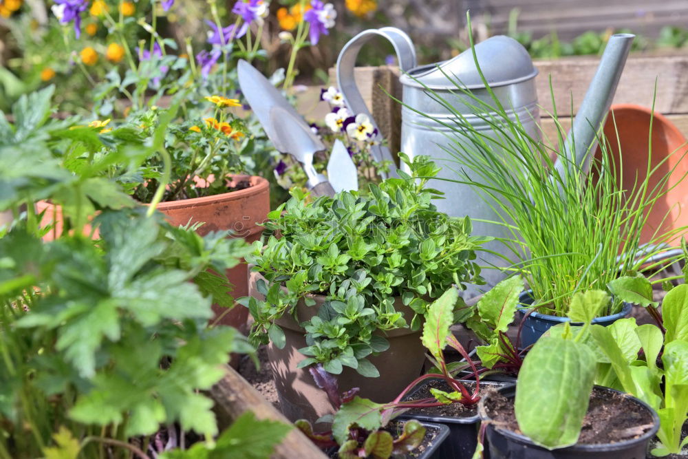 Similar – for the herb garden Garden