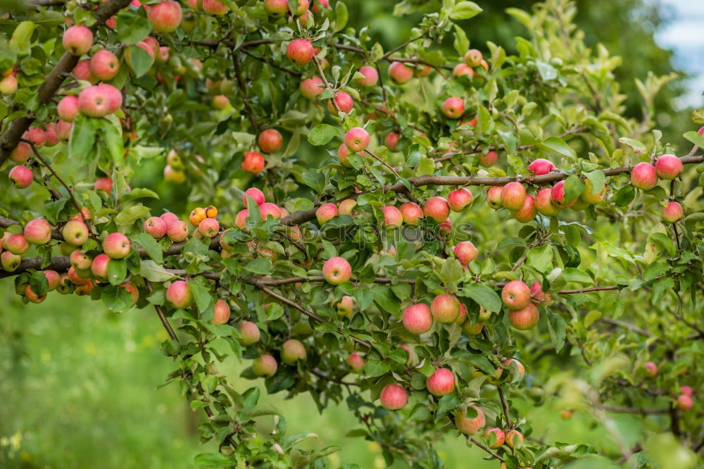 Similar – Image, Stock Photo Fresh red apples hanging from the tree in September