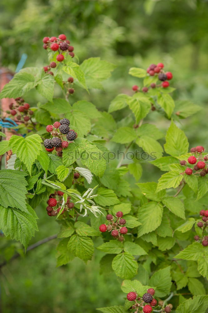 Similar – Raspberries Urban Gardening