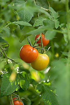 Similar – Image, Stock Photo Tomatoes again Fruit