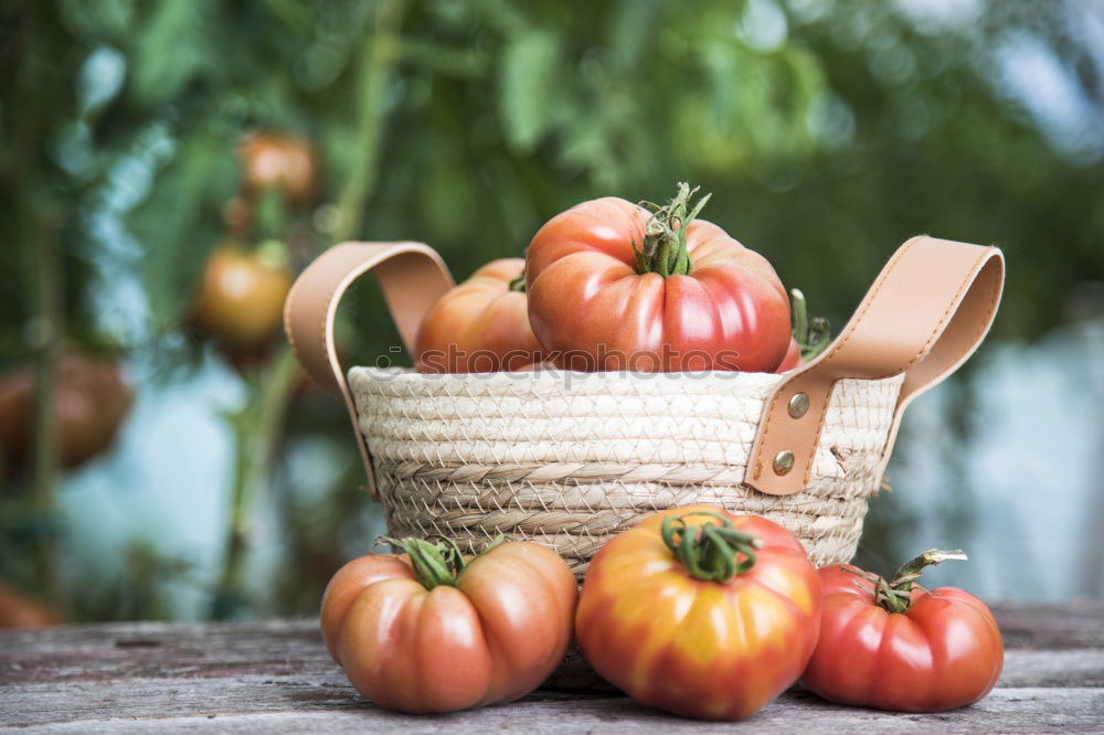 Similar – Image, Stock Photo Picking tomatoes in basket