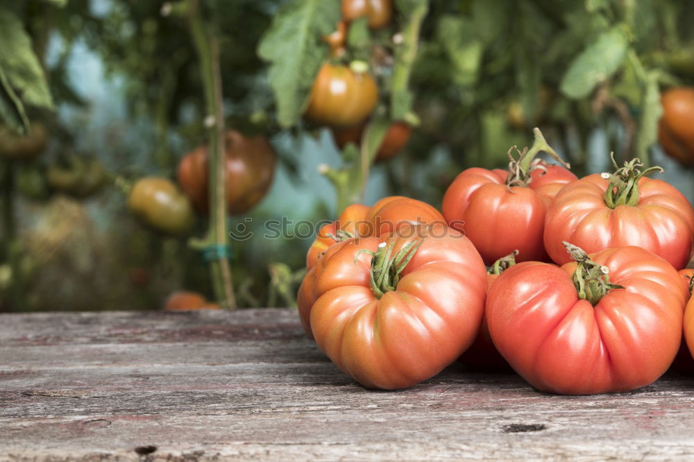 Similar – Picking tomatoes in basket