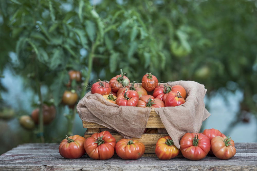 Similar – Image, Stock Photo Picking tomatoes in basket