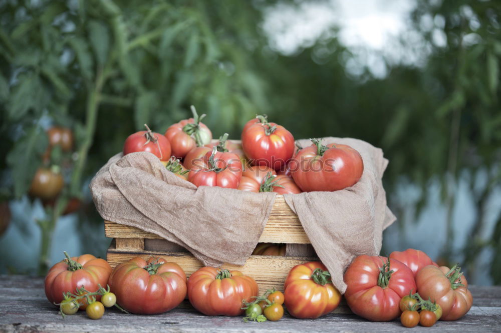 Similar – Image, Stock Photo Picking tomatoes in basket