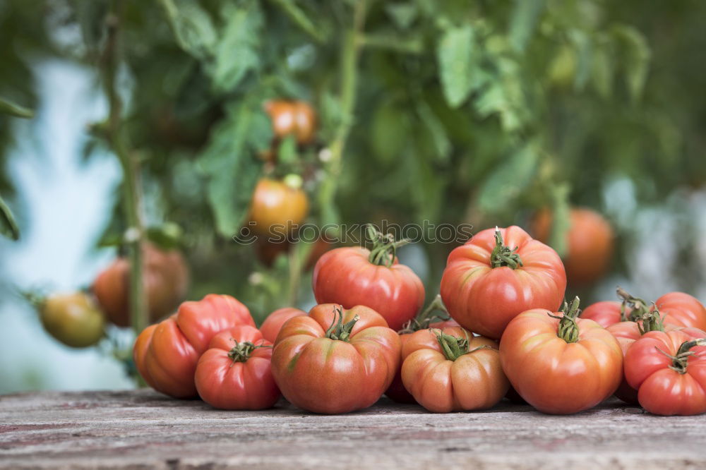 Similar – Picking tomatoes in basket