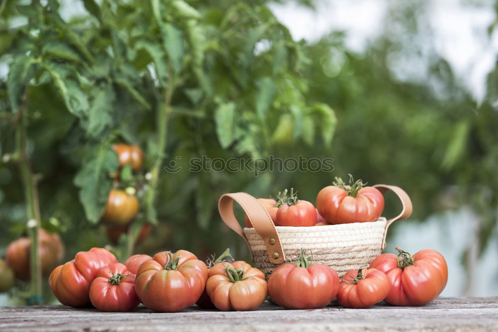 Similar – Image, Stock Photo Picking tomatoes in basket