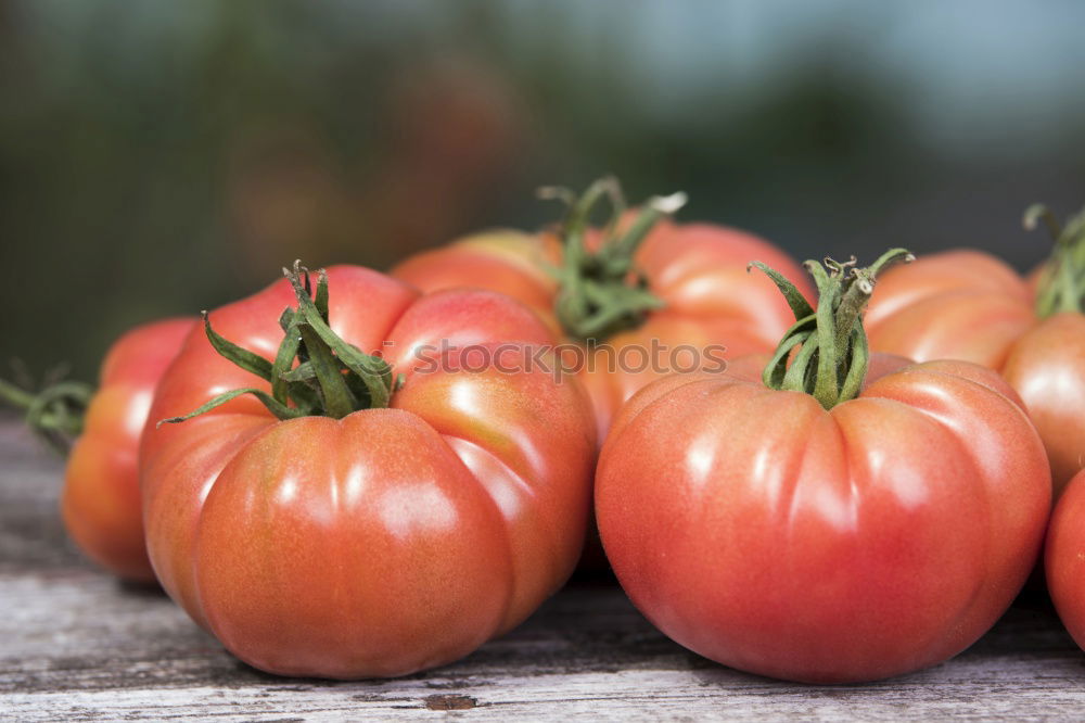 Similar – Picking tomatoes in basket