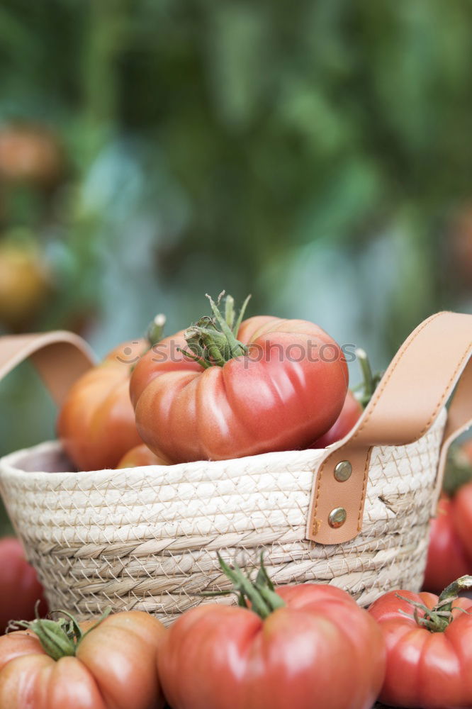 Similar – Picking tomatoes in basket