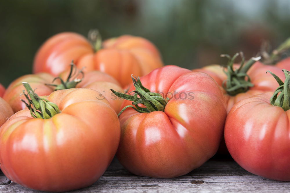 Picking tomatoes in basket