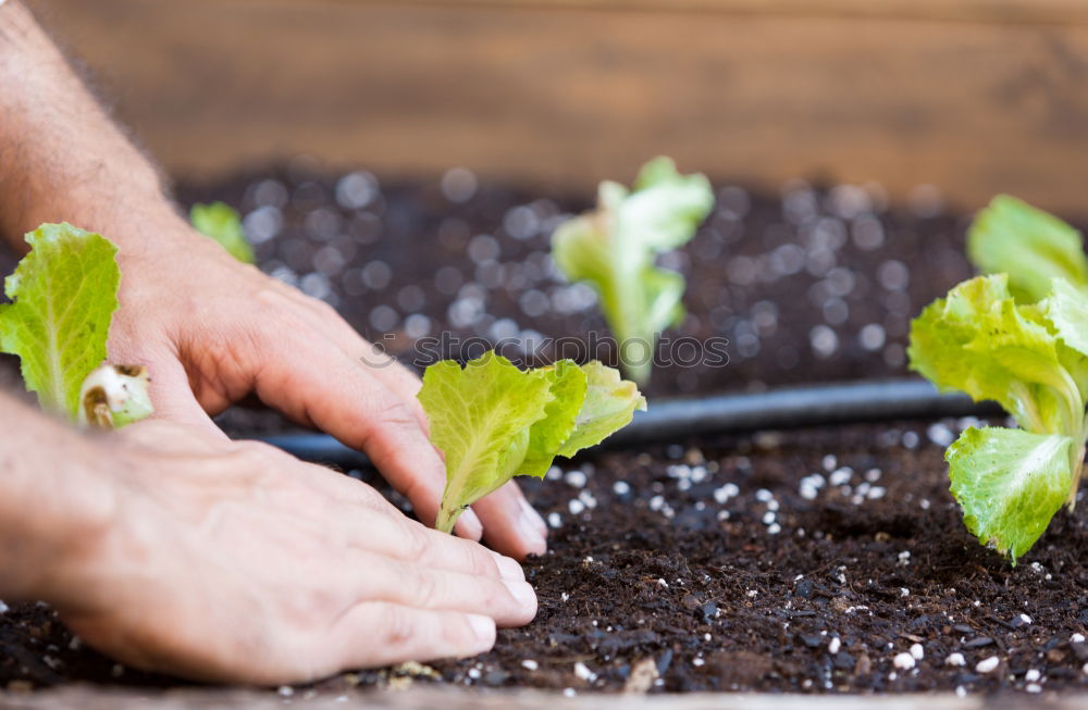 Similar – Foto Bild Hände pflanzen gewöhnliche Hauswurz-Pflanze im Garten Nahaufnahme, Draufsicht