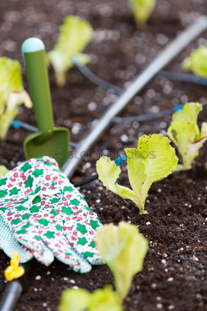 Similar – Image, Stock Photo grow lettuce Garden